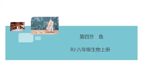 人教版八年级生物上册《鱼》习题课件