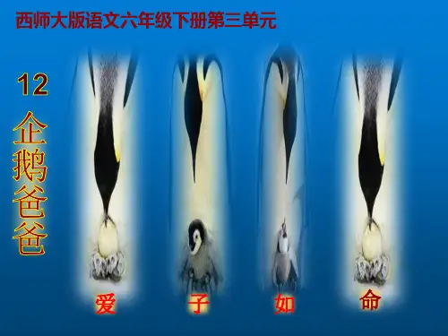 西师大版小学六年级语文下册第10课《企鹅爸爸PPT课件》