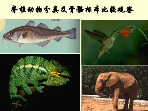 脊椎动物详细介绍