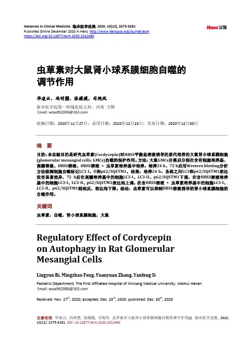 虫草素对大鼠肾小球系膜细胞自噬的调节作用