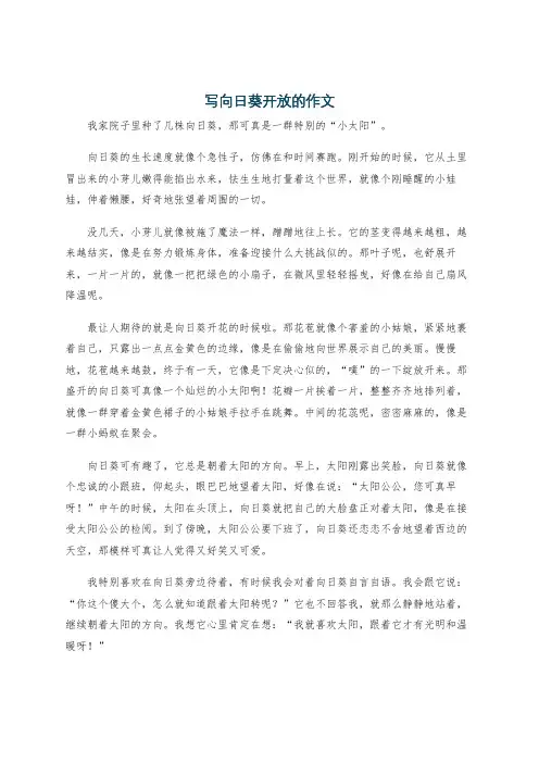 写向日葵开放的作文