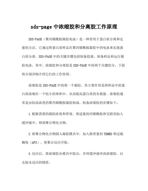sds-page中浓缩胶和分离胶工作原理