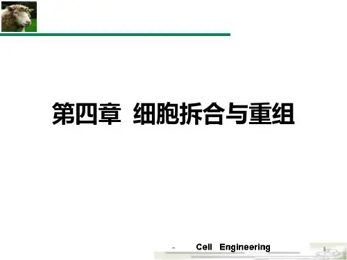 第4章-细胞拆合与重组-1PPT课件