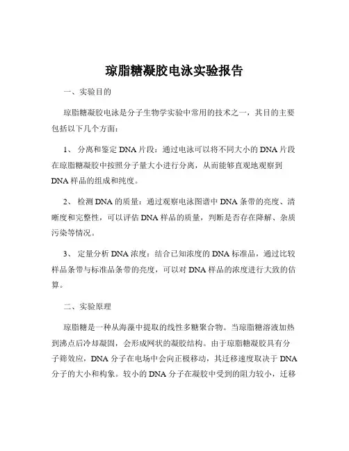 琼脂糖凝胶电泳实验报告