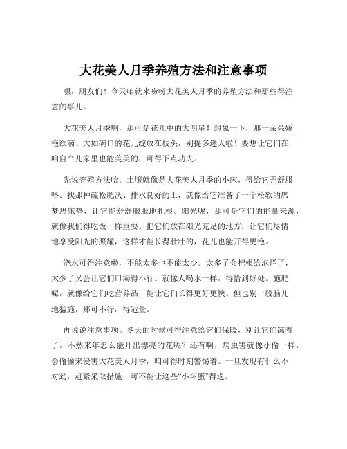 大花美人月季养殖方法和注意事项