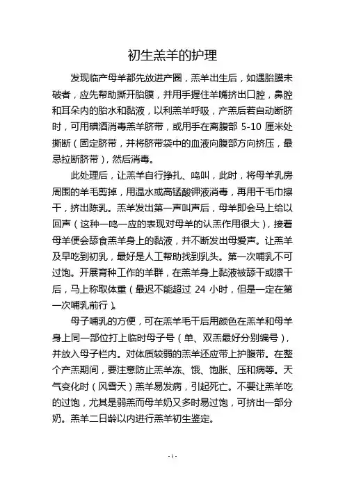 初生羔羊的护理