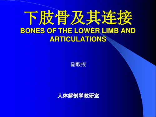 系统解剖学课件：04下肢骨及其连结