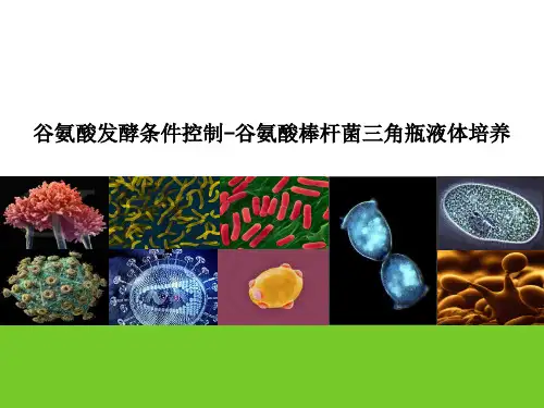 谷氨酸发酵过程控制—谷氨酸棒杆菌三角瓶液体培养