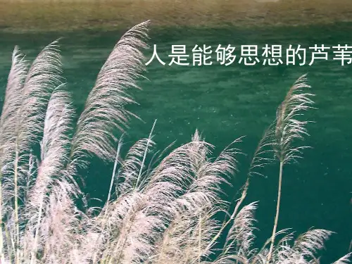 人是能够思考的芦苇