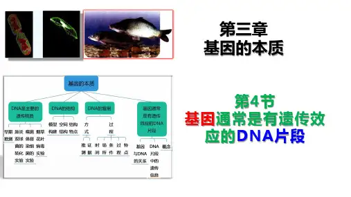 3.4基因通常是有遗传效应的DNA片段 高一下学期生物人教版必修2