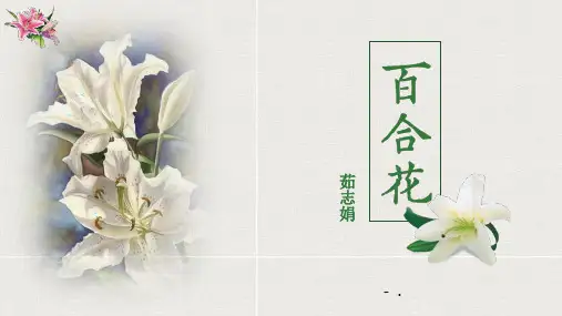 《百合花》PPT精品课件