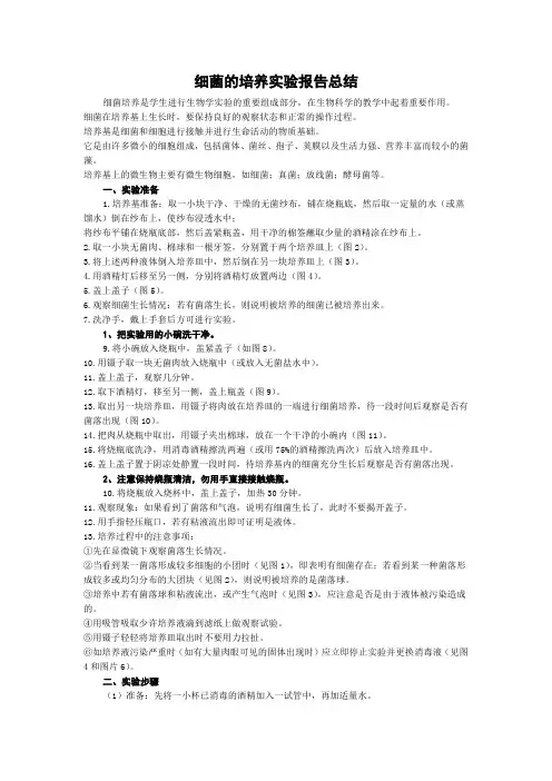 细菌的培养实验报告总结