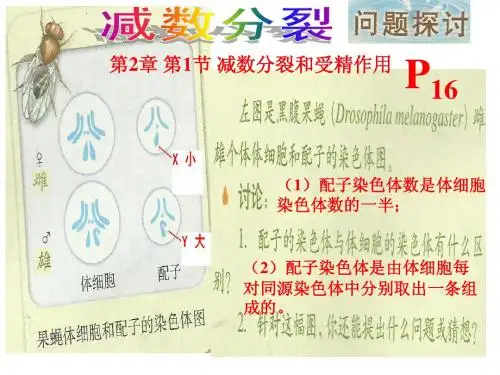 第2章 第1节 减数分裂和受精作用