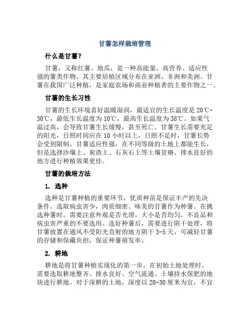 甘薯怎样栽培管理