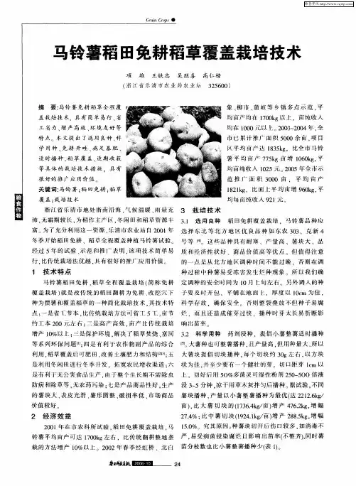 马铃薯稻田免耕稻草覆盖栽培技术