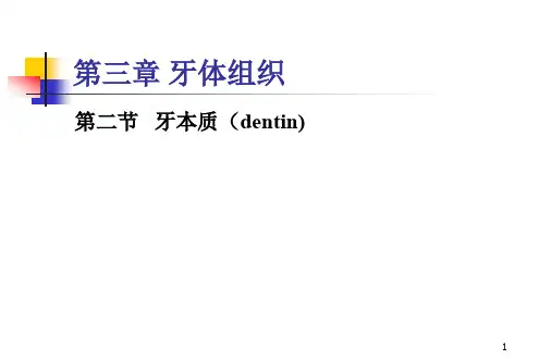 牙本质
