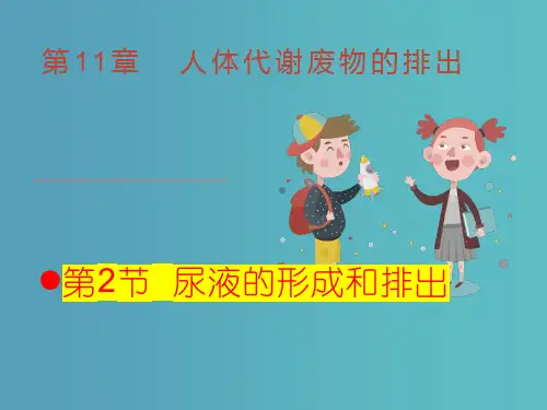 尿液的形成和排出课件-北师大版生物七年级下册