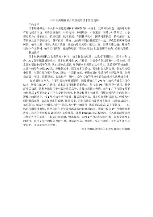 日本红枫蝴蝶枫介绍及栽培技术管理资料