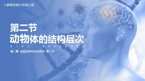 第二节动物体的结构层次课件(人教版生物)