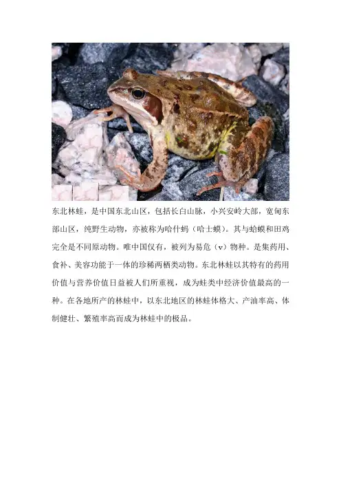林蛙介绍