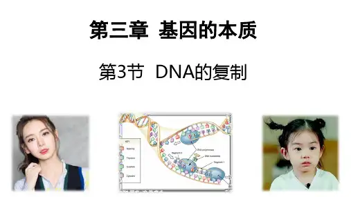 【课件】DNA的复制课件高一下学期生物人教版必修2