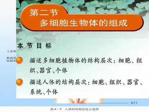 多细胞生物体的组成PPT课件1