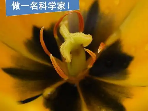 植物新生命的开始