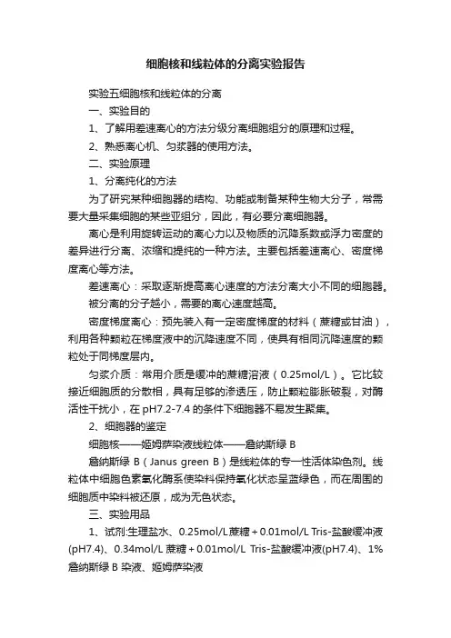 细胞核和线粒体的分离实验报告
