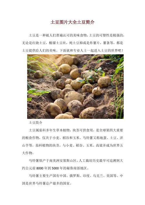 土豆图片大全 土豆简介