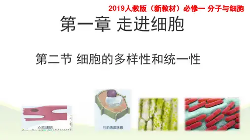 《细胞的多样性和统一性》PPT课件人教版高中生物2