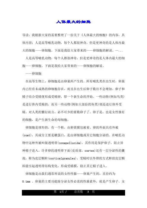 人体最大的细胞