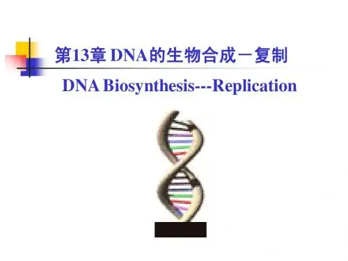 考研科目,动物生物化学  第13章 DNA的生物合成-复制