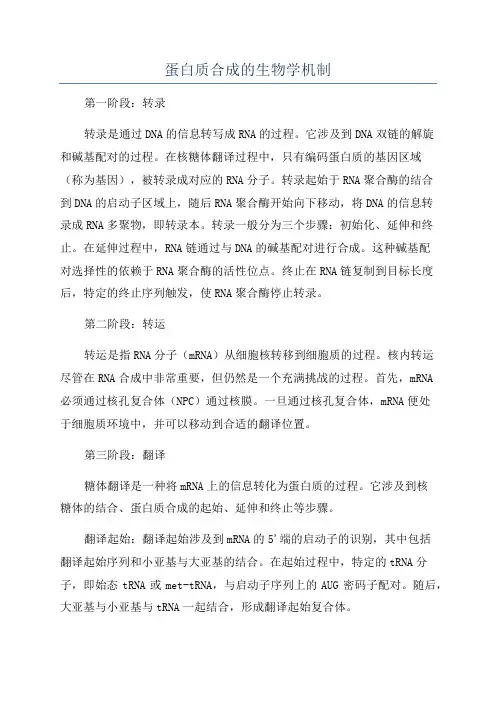 蛋白质合成的生物学机制