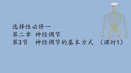 2.3神经冲动的产生和传导(第1课时)课件高二上学期生物人教版选择性必修一