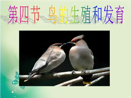 人教版八年级下册生物课件   7-1-4 鸟的生殖与发育 