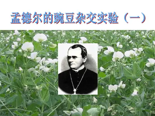 遗传因子的发现.ppt.ppt