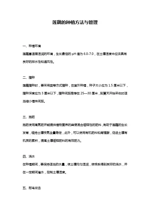 莲藕的种植方法与管理