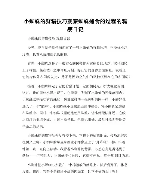 小学三年级作文小蜘蛛的狩猎技巧观察蜘蛛捕食的过程的观察日记