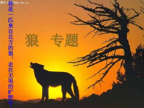 最新 公开课课件 专题《狼》ppt课件(72页)