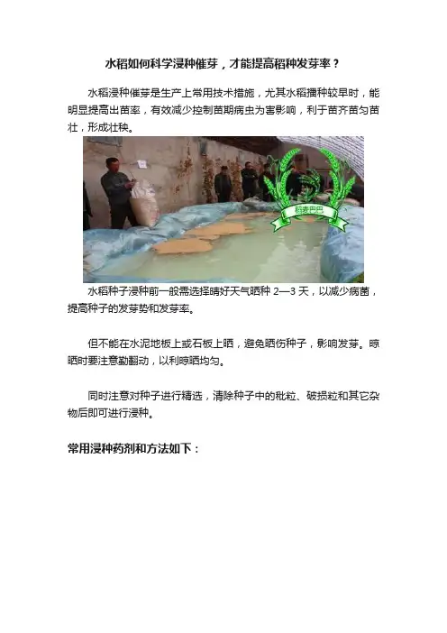 水稻如何科学浸种催芽，才能提高稻种发芽率？