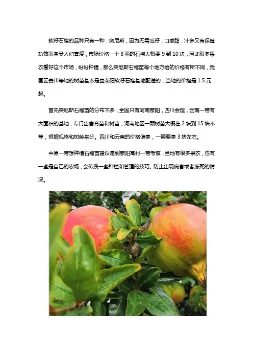 突尼斯软籽石榴树苗批发配送价格