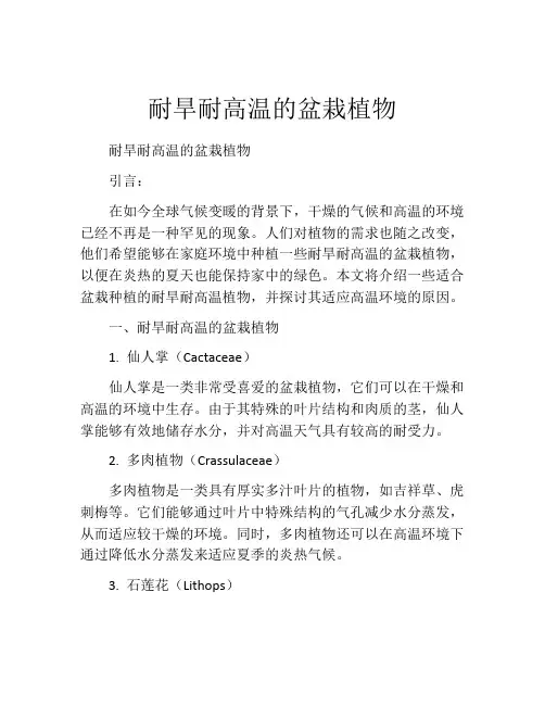 耐旱耐高温的盆栽植物