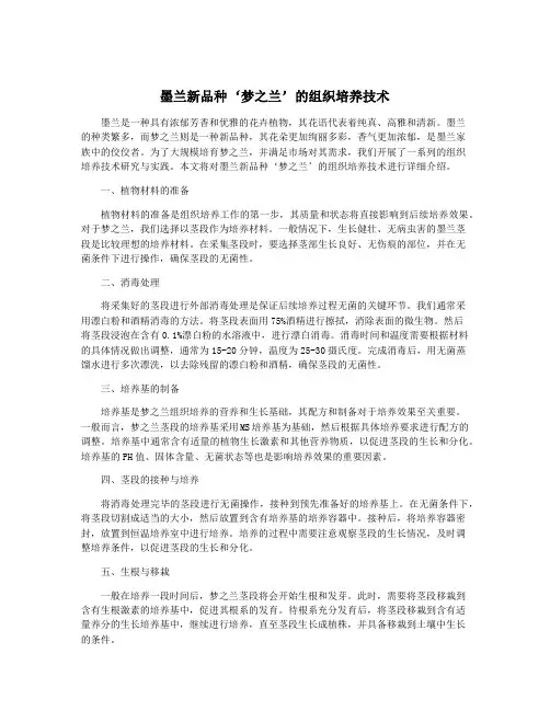 墨兰新品种‘梦之兰’的组织培养技术