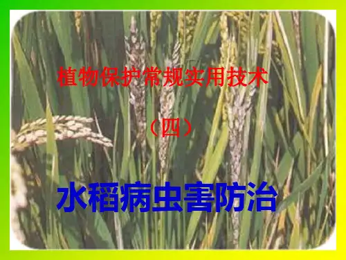 水稻病虫害防治课件