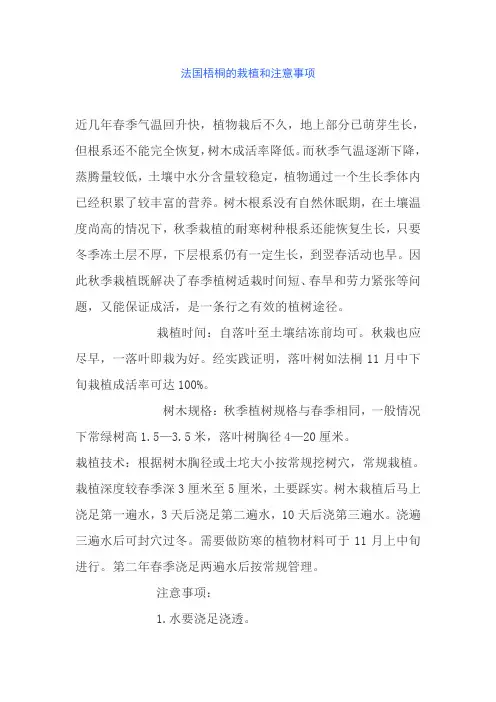 法国梧桐的栽植和注意事项