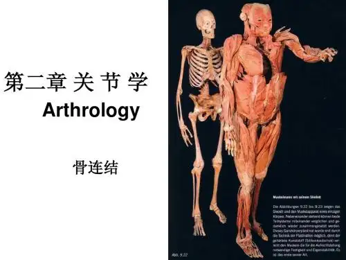 关节学