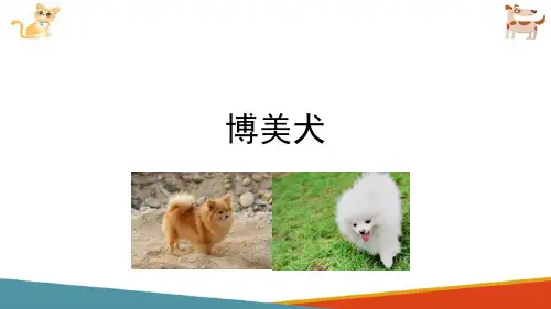 宠物血统文化—名犬介绍(宠物文化课件)