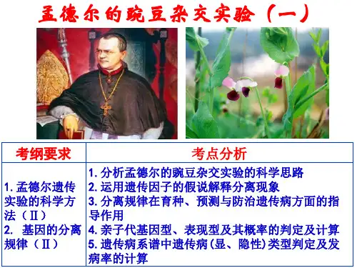 1.1孟德尔的豌豆杂交实验(一)