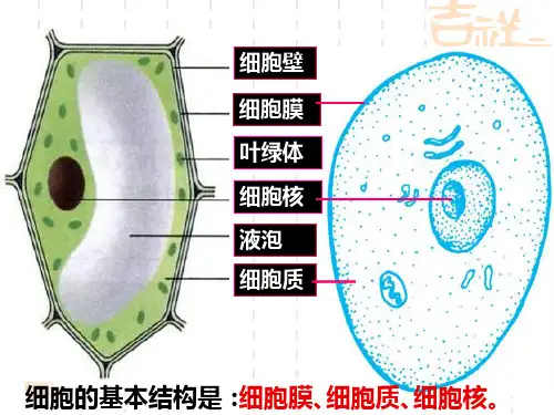 细胞的生长、分裂和分化