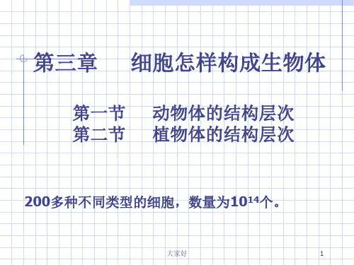 动植物体的结构层次 PPT